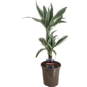 Dracaena deremensis white stripe 30-10