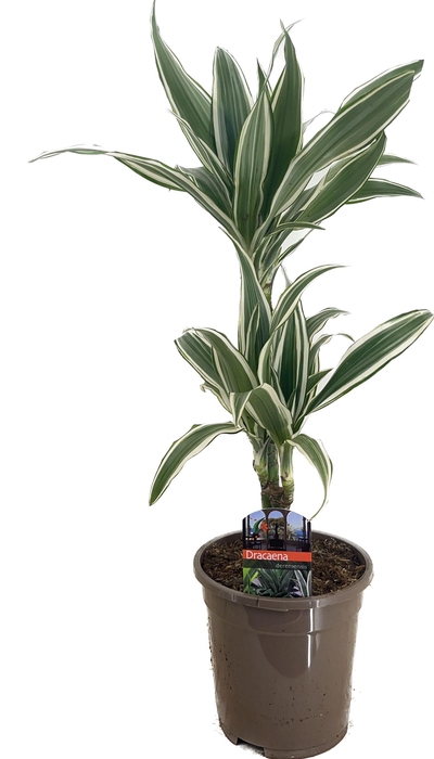 <h4>Dracaena deremensis white stripe 30-10</h4>