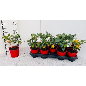 Citrus Kumquat mini-bush (s3)