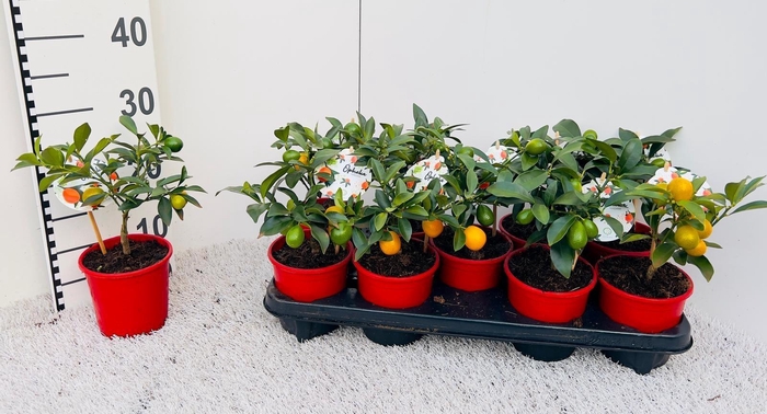 <h4>Citrus Kumquat mini-bush (s3)</h4>