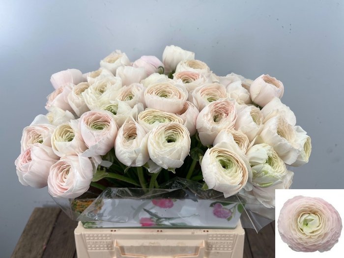 <h4>RAN SU HANOI</h4>