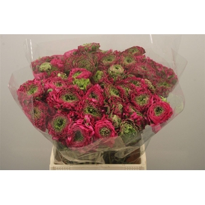 Ran Pon- Pon Aladin Ex