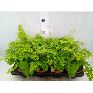 Adiantum raddi. 'Fragrans'