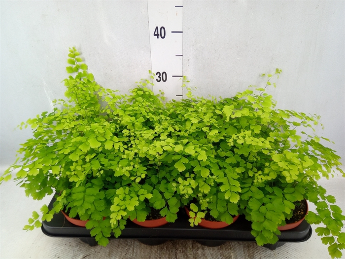 Adiantum raddi. 'Fragrans'