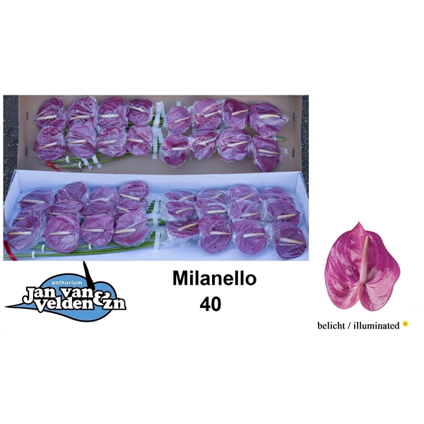 <h4>Anth A Milanello 11 cm X40 Jan van Velden</h4>