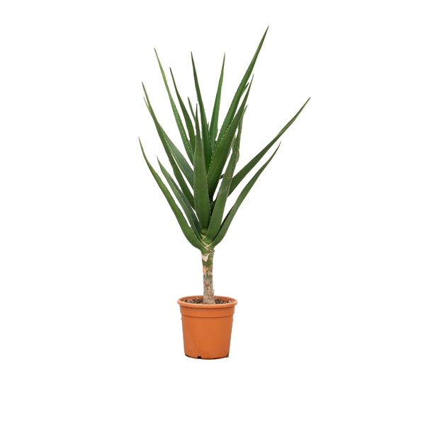 <h4>Aloe Barberae - 160cm</h4>