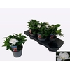 GARDENIA JASMINOIDES