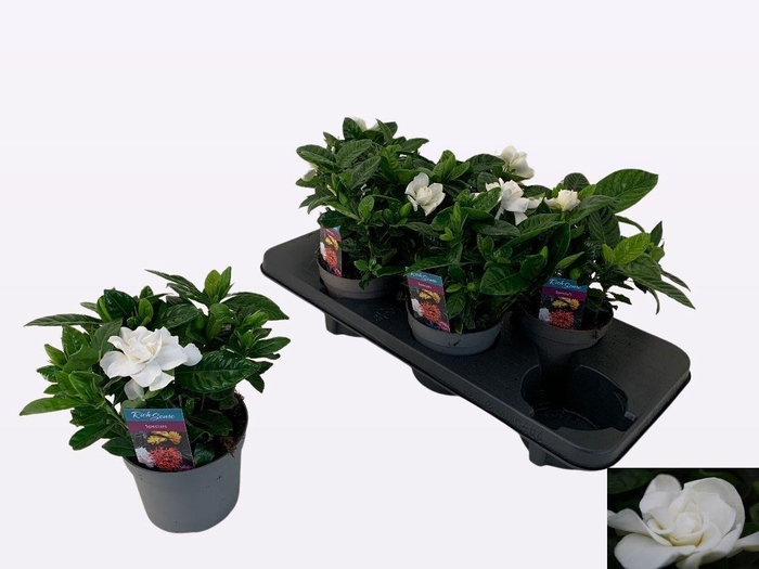 <h4>GARDENIA JASMINOIDES</h4>
