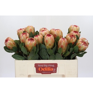 Protea Grandicolor