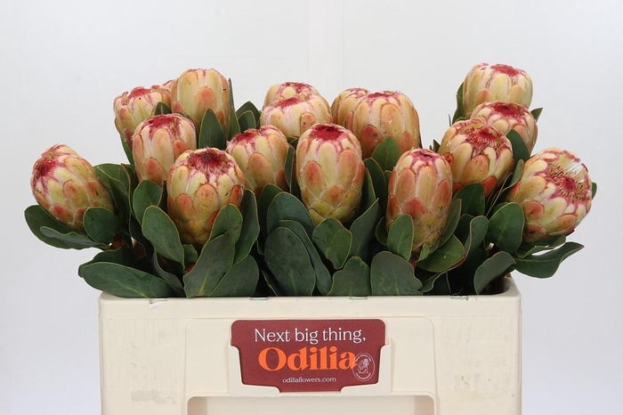 Protea Grandicolor