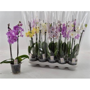 PHAL MIX 2 TAK 50CM