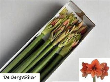 <h4>Hipp Ga Desire</h4>