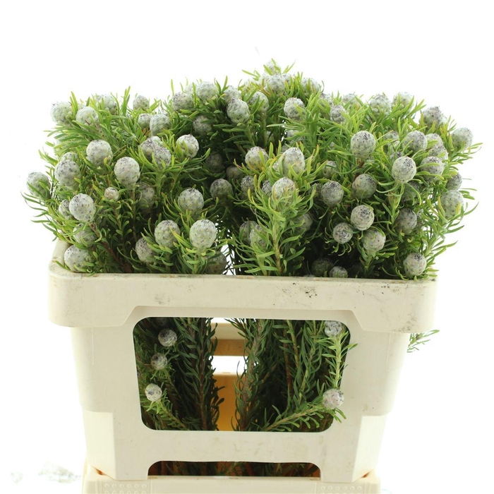 <h4>LEUCAD L AY JA PE VT</h4>