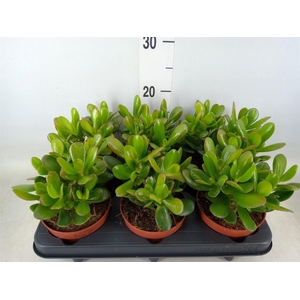 Crassula  'Magical Tree'