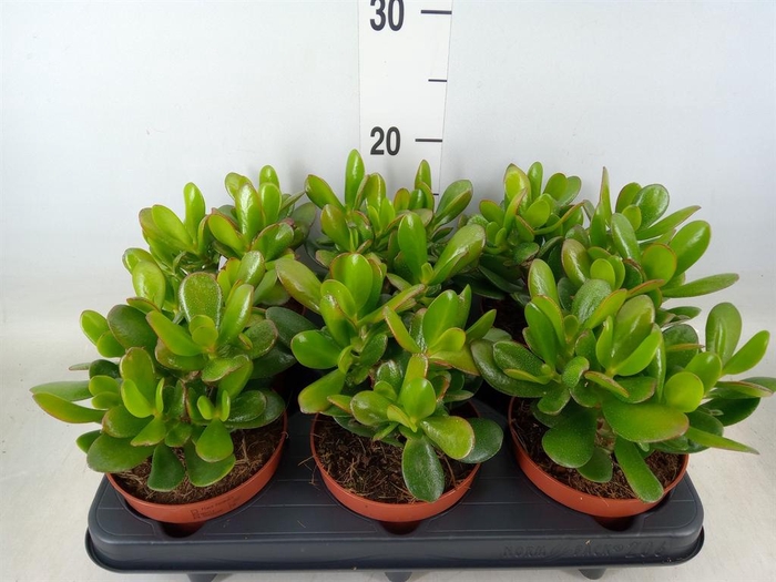 <h4>Crassula  'Magical Tree'</h4>