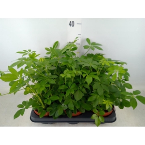 Schefflera arbor.   ...