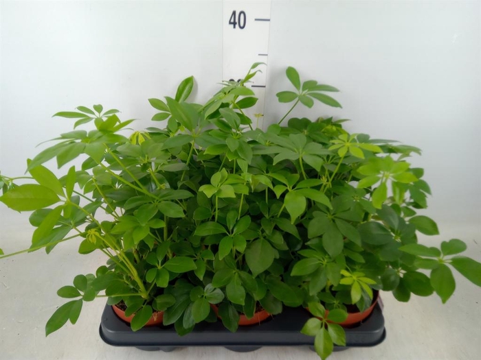 <h4>Schefflera arbor.   ...</h4>