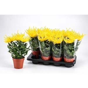 CHRYS FIREWO YELLOW