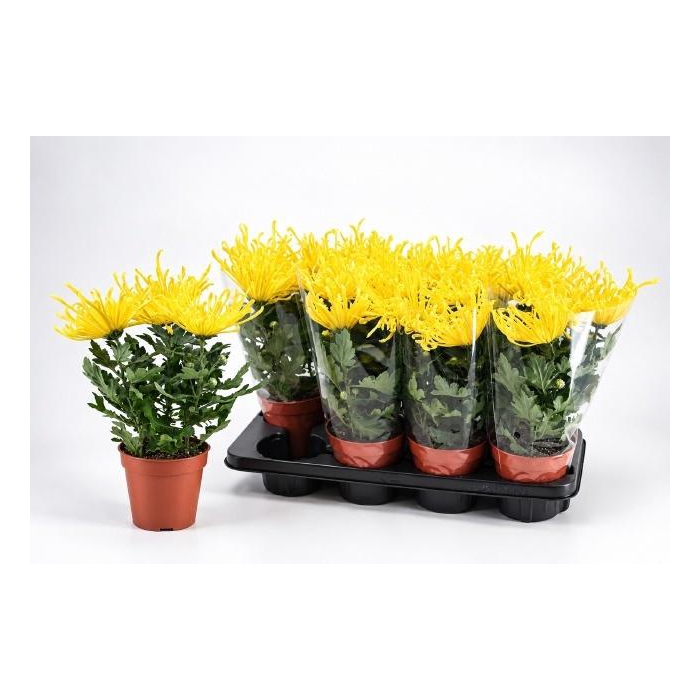 <h4>CHRYS FIREWO YELLOW</h4>