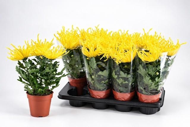 CHRYS FIREWO YELLOW