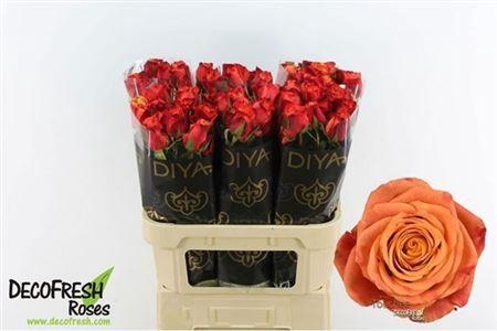 <h4>R Gr Touchee+</h4>