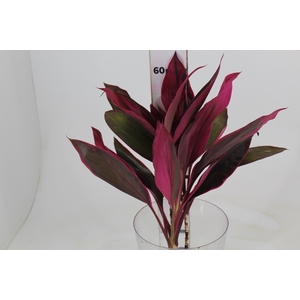 FOLHAGEM DRACENA BABY PINK