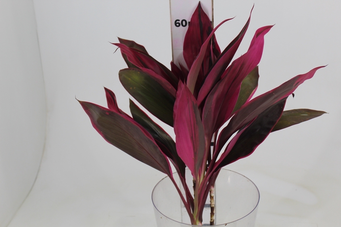 <h4>FOLHAGEM DRACENA BABY PINK</h4>