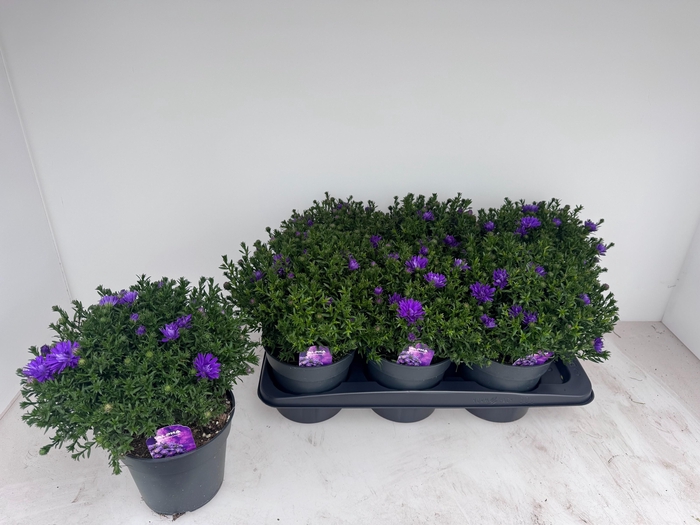 <h4>ASTER D AL D PURP LA</h4>
