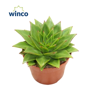 Echeveria Lipstick