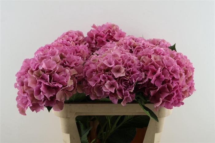 <h4>Hydr M. Cl. Royal Parade 80-22</h4>