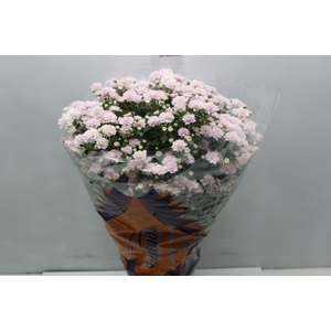 CRISANTEMO BOLA BELGA JASODA P20 ROSA