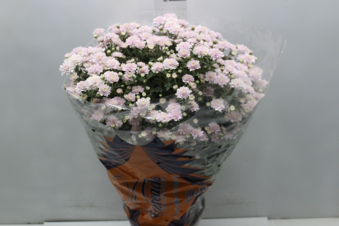 <h4>CRISANTEMO BOLA BELGA JASODA P20 ROSA</h4>