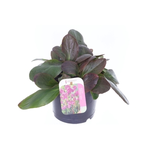 Bergenia cordifolia Eroica