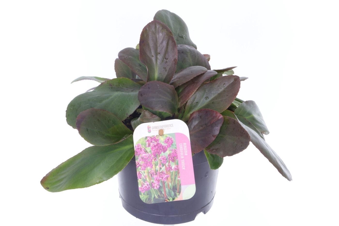 <h4>Bergenia cordifolia Eroica</h4>