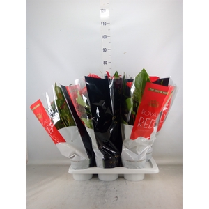 Anthurium andr. 'Oklahoma'