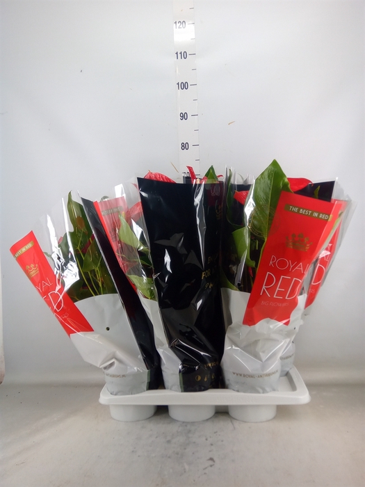 <h4>Anthurium andr. 'Oklahoma'</h4>