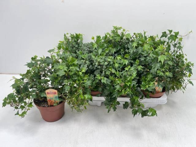 <h4>HED HE JESSICA</h4>