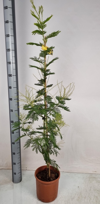 <h4>MIMOSA PUDICA</h4>