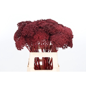 Ammi Zaad Kl Bh Bordeaux