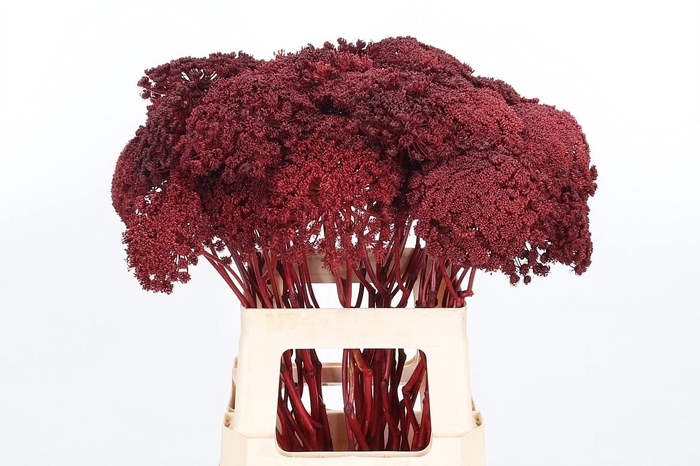 <h4>Ammi Zaad Kl Bh Bordeaux</h4>