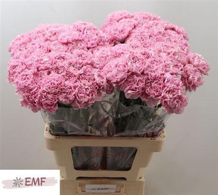 <h4>Di St Clearwater</h4>