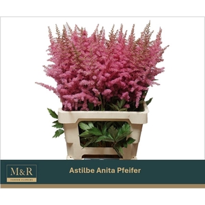 ASTIL AR ANITA PFEIF