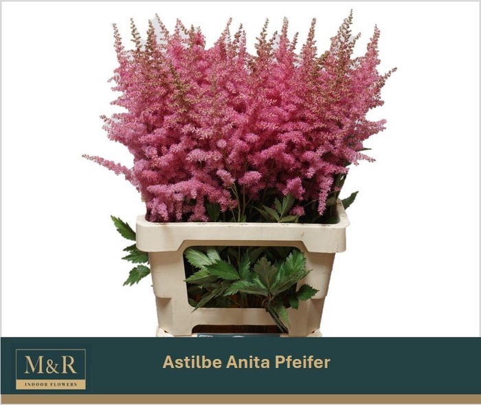 <h4>ASTIL AR ANITA PFEIF</h4>