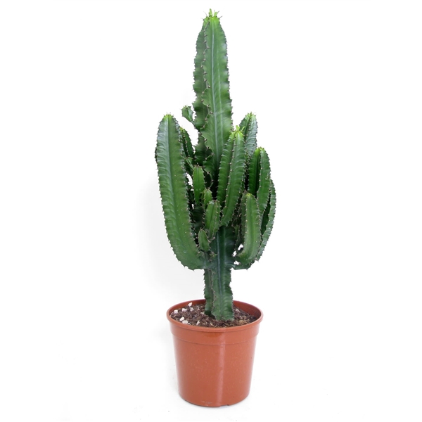 <h4>Euphorbia erytrea 24 cm</h4>