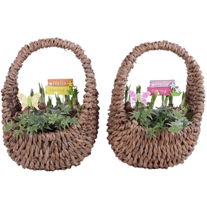 Bulbs Arr. Narcis Egg Shaped Handle Basket Ø27cm