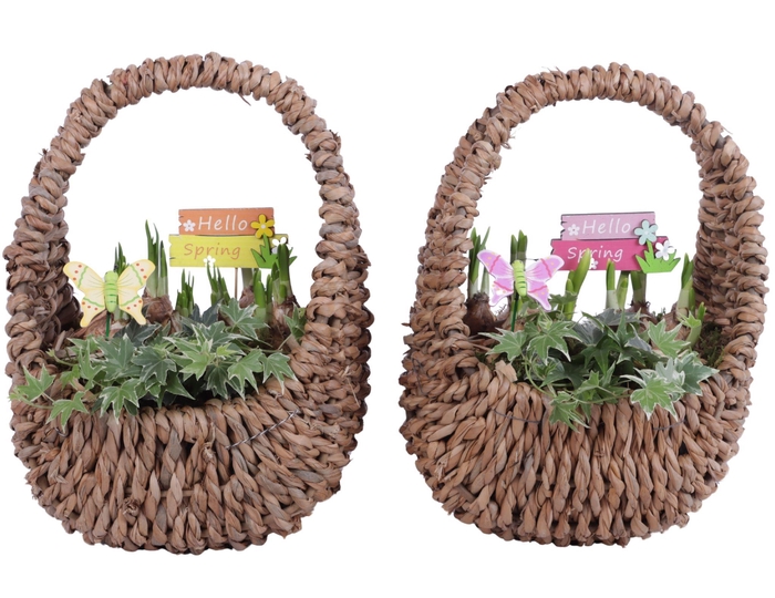 <h4>Bulbs Arr. Narcis Egg Shaped Handle Basket Ø27cm</h4>