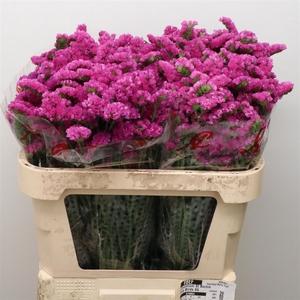 Limonium St Dark Pink Birds X50