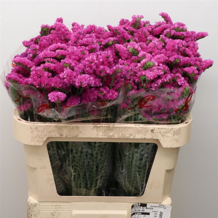 <h4>Limonium St Dark Pink Birds X50</h4>