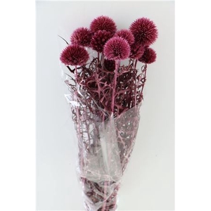 Pres Echinops 10pc D Pink Bunch