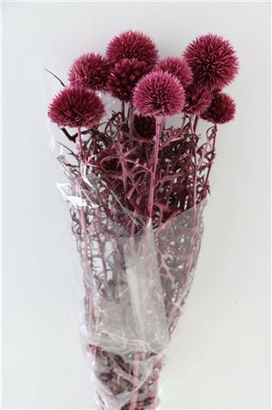 <h4>Pres Echinops 10pc D Pink Bunch</h4>